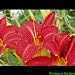 Pardon Me Daylily Double Fan