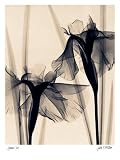 Japanese Iris Art Poster Print by Judith Mcmillan, 12x16