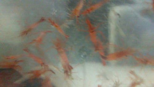 LIVE 500 Peppermint Shrimp clean up crew aptasia eaters FREE SHIPPING