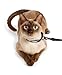 Metal Free Airport Travel Collar Leash Set Designed for Small Pets who fit Under seat of Airplane Metal Free to Speed up The Airport TSA Inspection Process (Small 7-10 inch)
