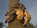 Giant Coconut Crab World's Largest Terrestial Crab, Chumbe Island, Zanzibar West, Tanzania Art Photographic Poster Print by Ariadne Van Zandbergen, 40x30