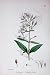 Botany Plants C1902 Nottingham Catchfly Silene Flowers