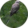 Coaster Set - 4 pcs - ROUND - Designer Coasters: Bird/Birds - (CRBI-004)