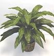 32" Aspidistra Bush (Green)