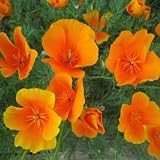 41LOZG0OIUL. SL160  Orange California Poppy   1 LB