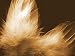 Angel - 24