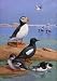 A Painting of an Atlantic Puffin, Black Guillemots, and Dovekies - 36
