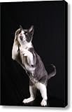IMAGE OF Patriotic Cat Canvas Print / Canvas Art - Artist Joseph Lawton