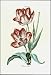 Art Poster Print - No Title - Artist: Christoph Jacob Trew - Poster Size: 14 X 20 inc...