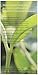 Numi Organic Tea Chinese Breakfast, 18 Count Box of Tea Bags, Yunnan Black Tea (Packaging May Vary)