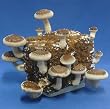 The Shiitake Mushroom Kit - Indoor Mushroom Growing Kit - Grow Edible Mushrooms & Fungi. Easy & Fun Mush Room Garden Patch Grow Kits