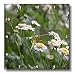 Mountain Mint Flowers - 10x10 Wall Clock