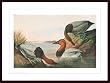 Art Poster Wood Framed Print - Canvasback Duck - Artist: John James Audubon- Poster Size: 28 X 40