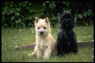 12X16 inch Top 100 Pedigree Dog Canvas Art Cairn terrier puppies