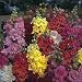 Antirrhinum Dbl.Mada