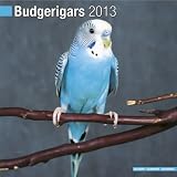 Budgerigar 2013 Wall Calendar #11084-13