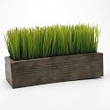 Rectangular Potted Wheat Grass By Tag