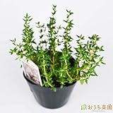 コモンタイム 【苗】 9cmポット ＜当店は 苗 種 鉢 培養土 ニーム の専門店＞