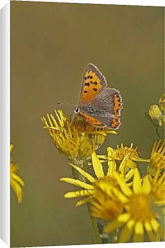 Canvas Prints of Butterfly from Country Life 