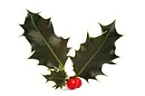 Holly and Red Berries - 60