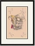 Black Framed/Matted Print 17x23, Cranial Nerves