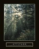 Attitude - Forest Light by Craig Tuttle - 28 x 22 inches - Fine Art Print / Poster