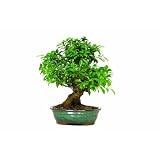 Brussel's Golden Gate Ficus Bonsai