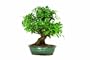 Brussel's Golden Gate Ficus Bonsai