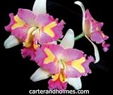 C. Horace 'Maxima' AM/AOS X Slc. Barbara Elmore 'Hearts' (photo)