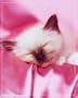 Kitten Sleeping Poster Print, 16x20