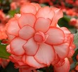Marcey Lee Begonia Seed Pack