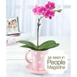 Teacup Orchid