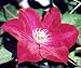 Clematis Rouge Cardinal Vine - Velvety Crimsom Flowers