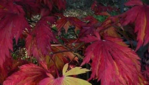 20 ****Seeds****kinram Japanese Maple--deep Red Shades *Bonsai *Landscape