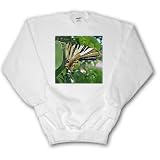 Taiche Photography - Insects Butterfly Swallowtail - Sweatshirts