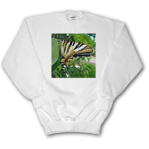 Taiche Photography - Insects Butterfly Swallowtail - Sweatshirts