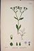 Lamb'S-Lettuce Flower Plant Food Colour Print