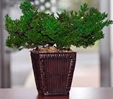 Preserved Juniper Bonsai Tree