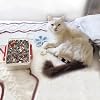 Mr. Kitty''s Big Bead Bonanza - Beads Mix - 1/2 Pound