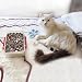 Mr. Kitty''S Big Bead Bonanza - Beads Mix - 1/2 Pound