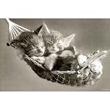 (24x36) Two Kittens in Hammock POSTER CUTE cats RARE NEW funny