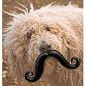 Moustache Dog Disguise
