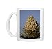 Photo Mugs of Joshua Tree (Yucca brevifolia) blossom, Joshua Tree National Park, California, from Robert Harding