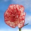 Peppermint Carnations 200