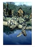 Ball Python, West Africa Photographic Poster Print by Alan And Sandy Carey, 12x16