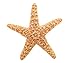 Oasis Supply Starfish Mold, Silicone