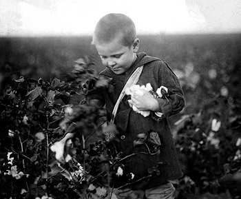 Boy Picks Cotton, Waxahachie, Texas, by Lewis Hine, 1913 Photograph
