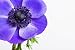 Purple Anemone Flower - 18