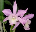 Bc Cynthia LIMIT ONE (Orchid Plant)