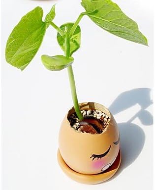 QFJ DIY Mini Potted Plants Magic egg Green Plant Garden Plant